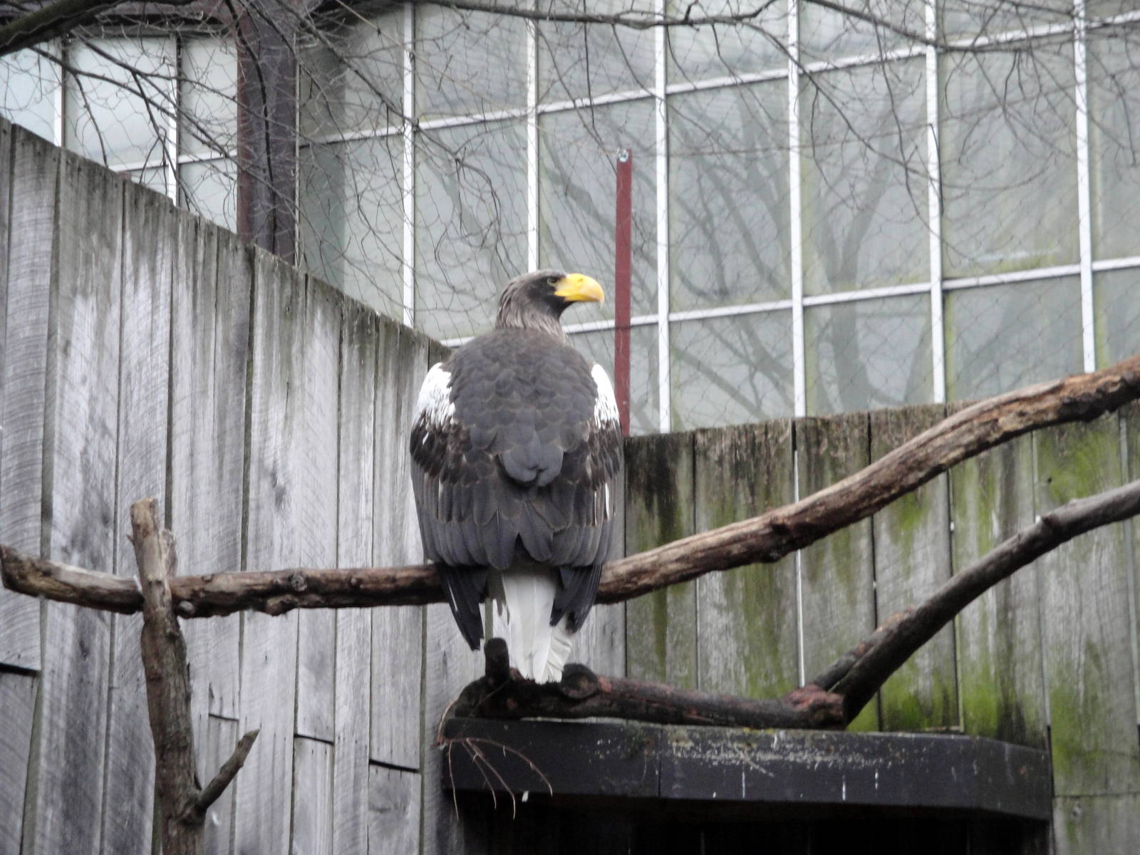 Stellar Sea Eagle