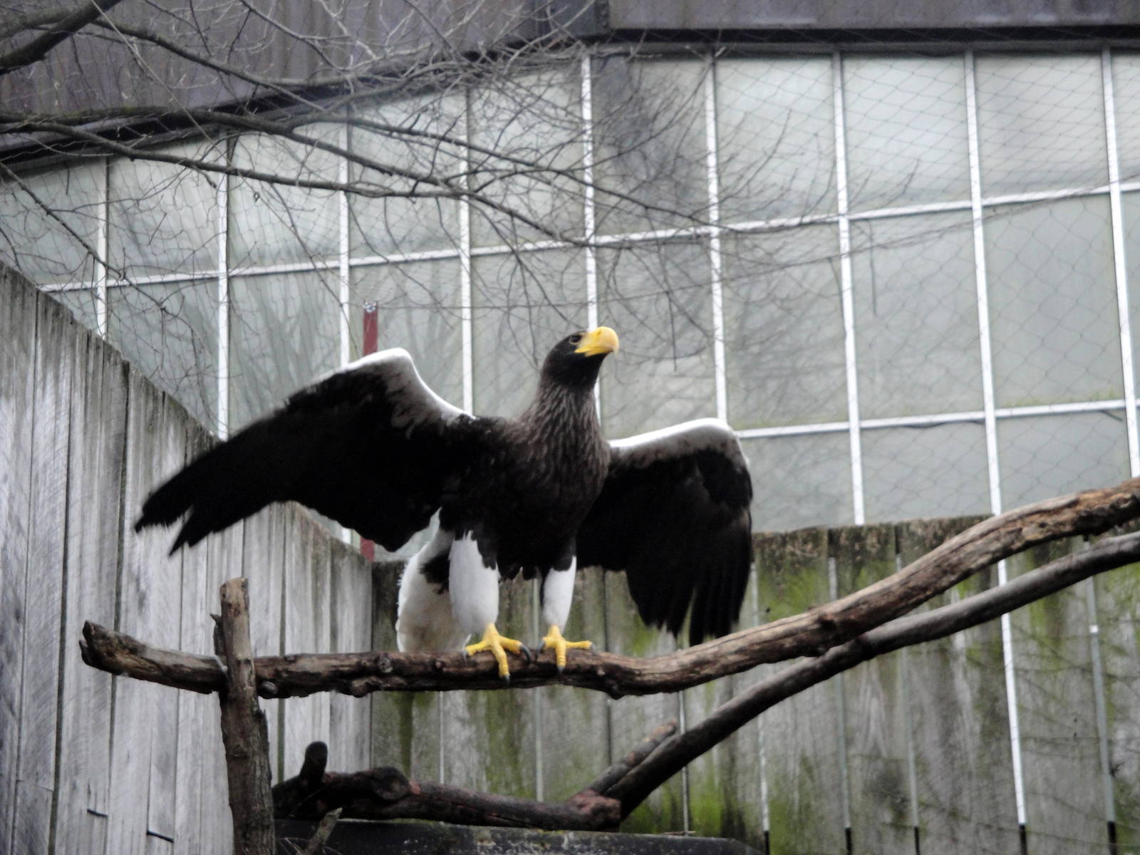Stellar Sea Eagle