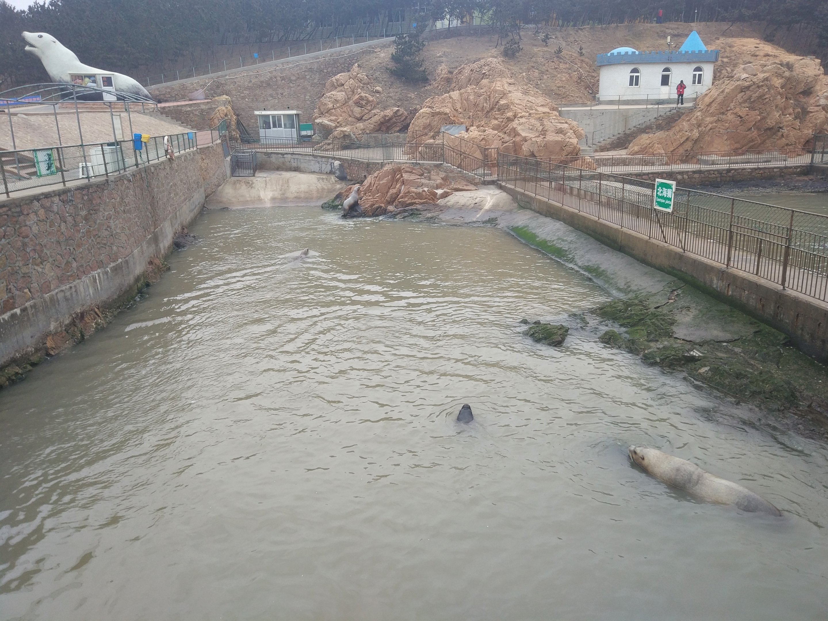 Stellar Sea Lion Exhibit