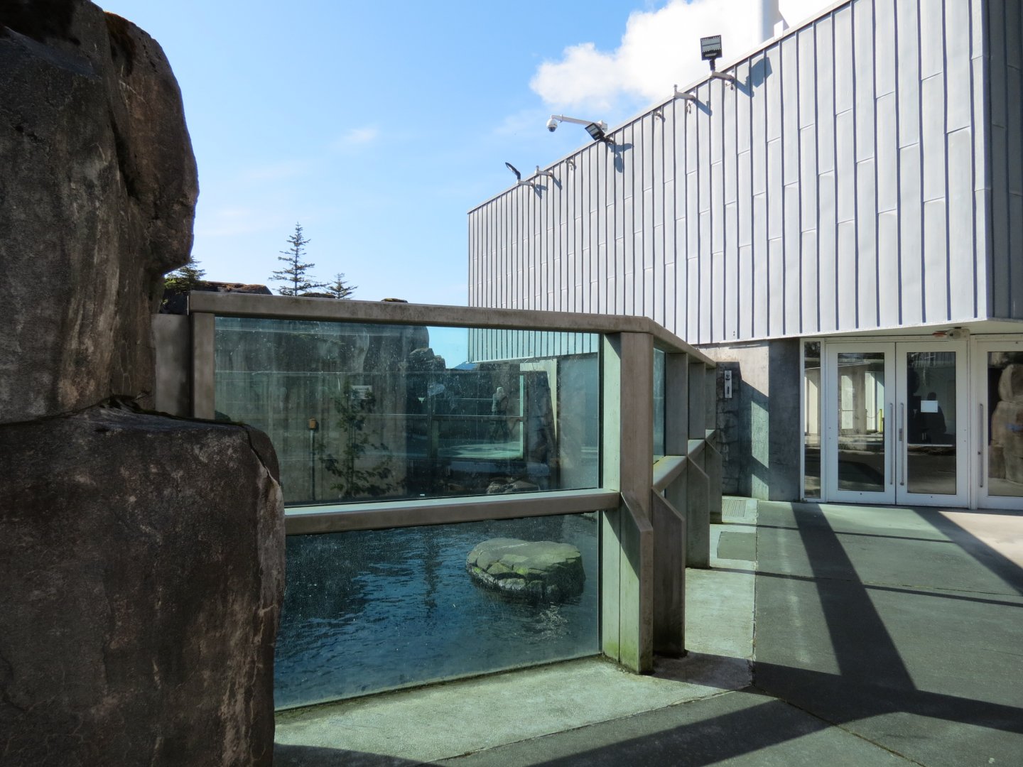 Stellar Sea Lion Habitat - Outdoor Viewing Area