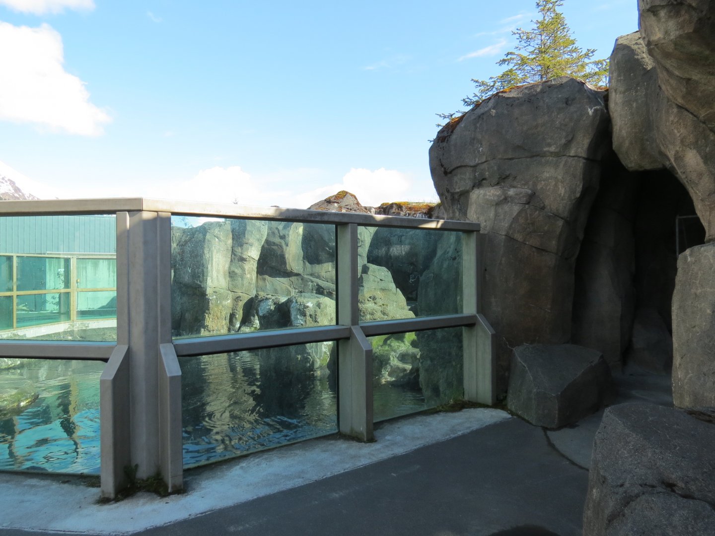Stellar Sea Lion Habitat - Outdoor Viewing Area