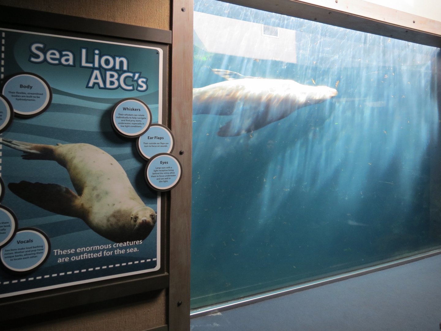 Stellar Sea Lion Habitat - Underwater Viewing Area