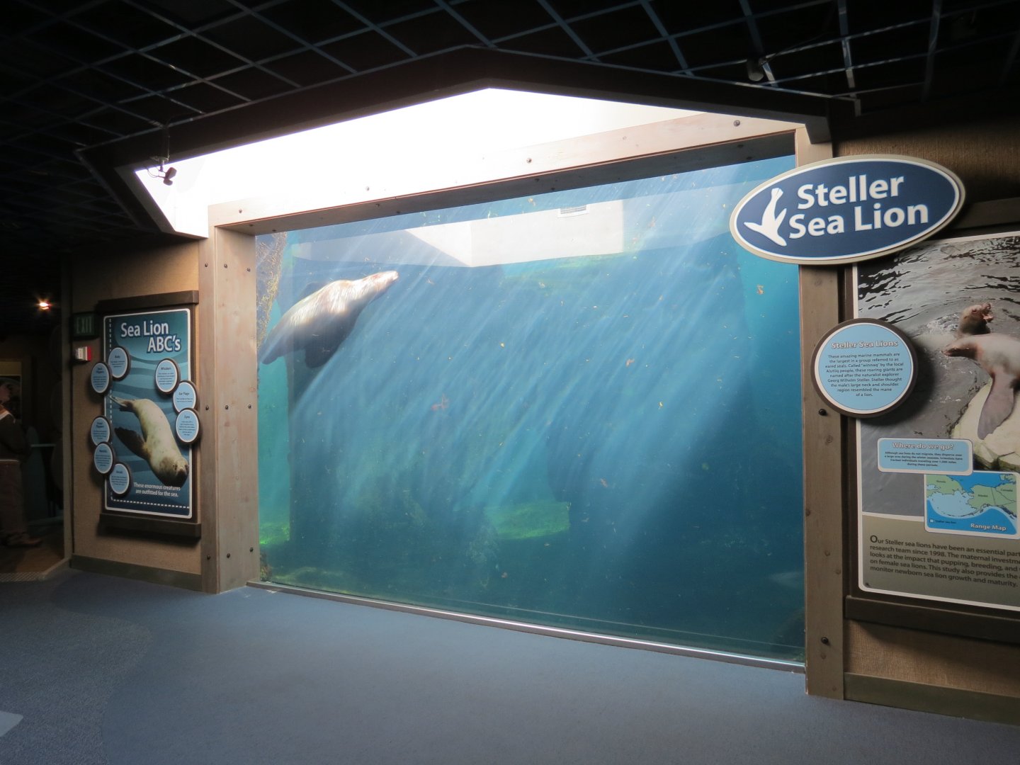 Stellar Sea Lion Habitat - Underwater Viewing Area