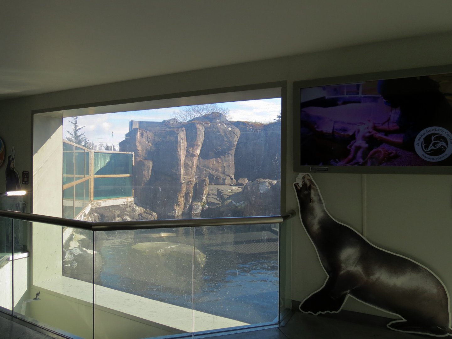 Stellar Sea Lion Habitat - Viewing Window in Rocky Coast Gallery