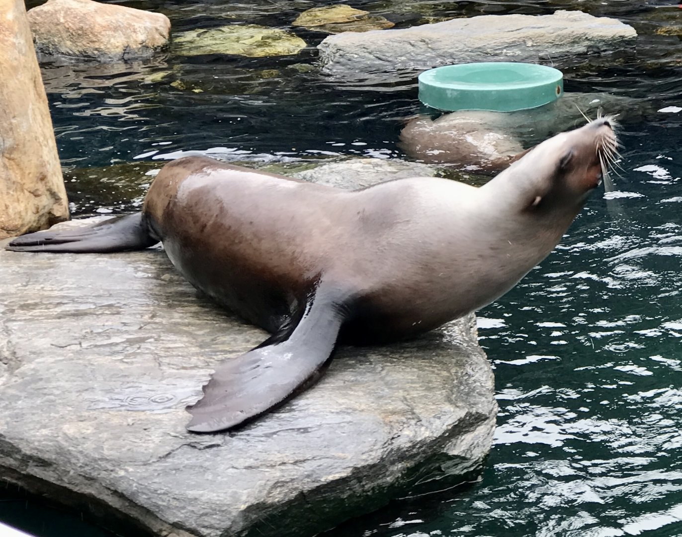 Stellar Sea Lion