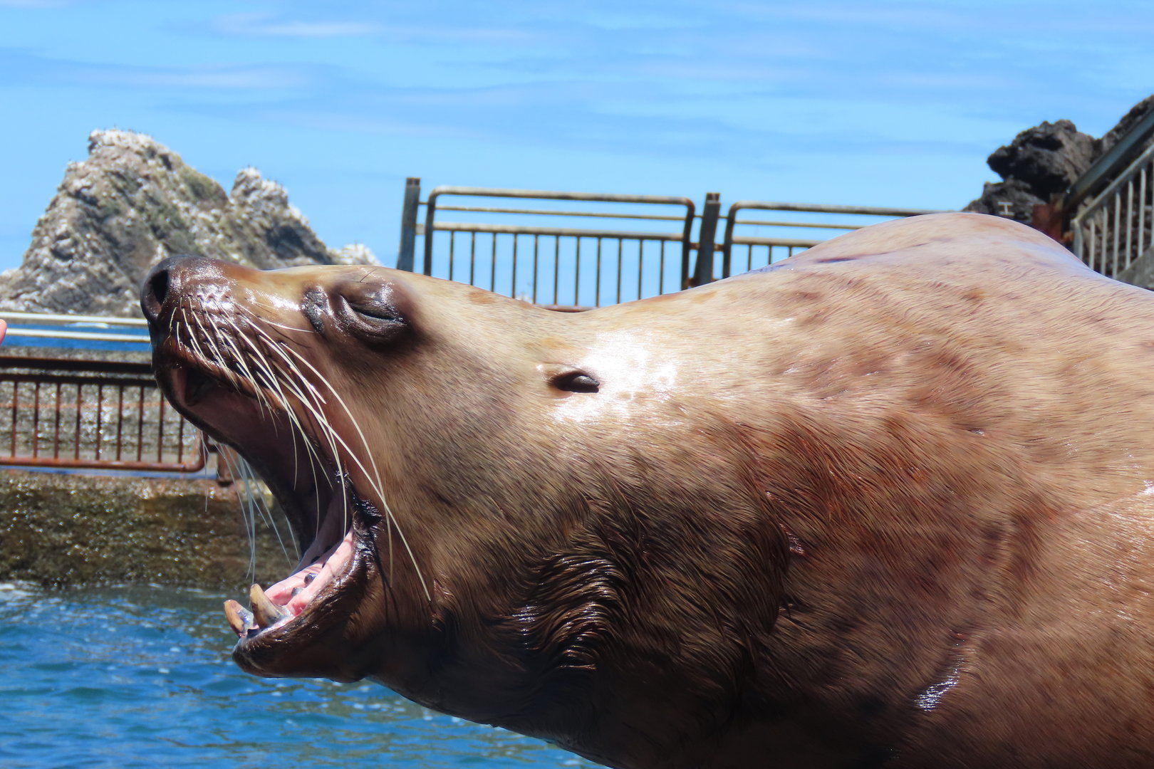 Stellar sea lion