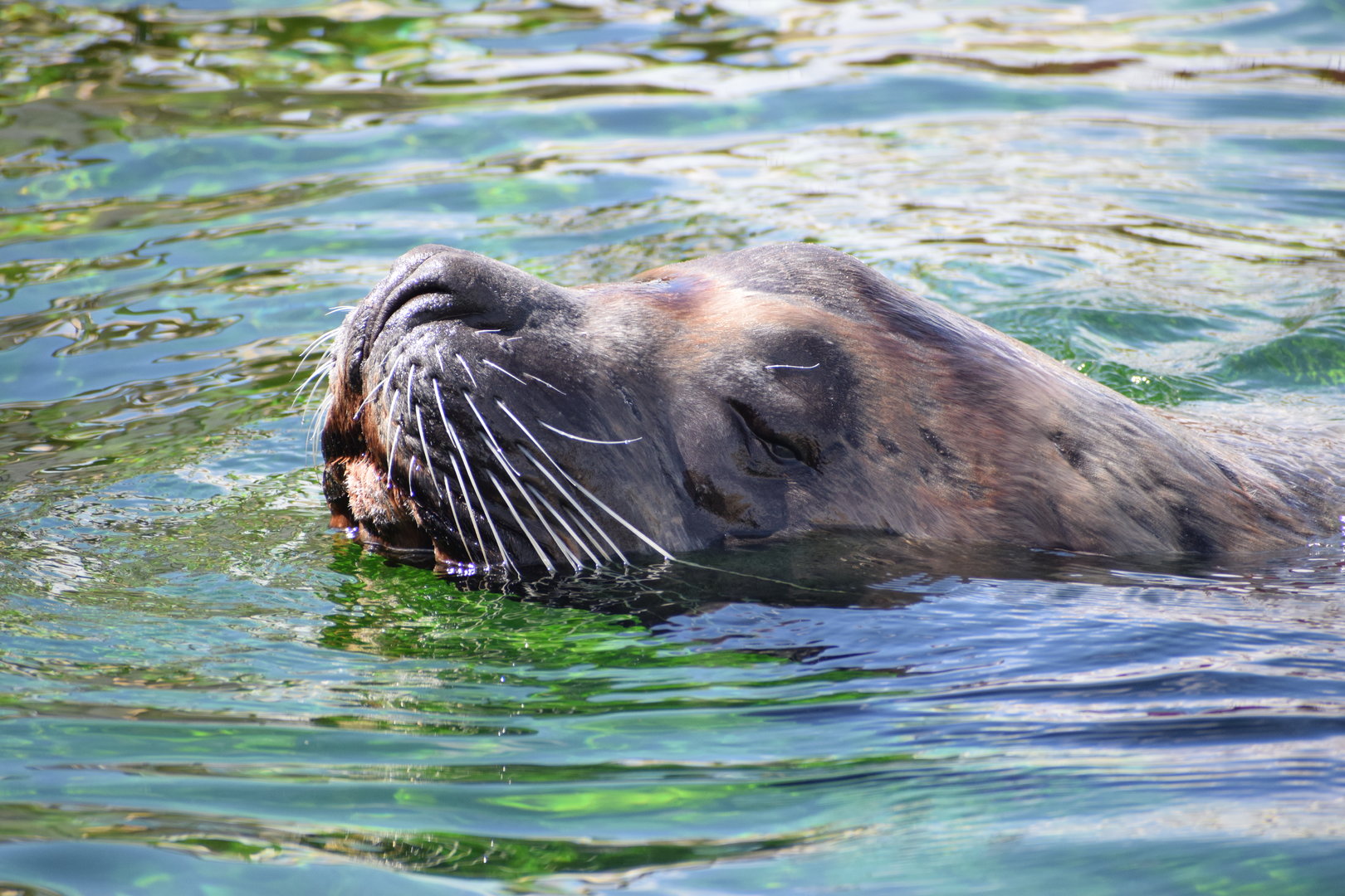 Stellar sea lion