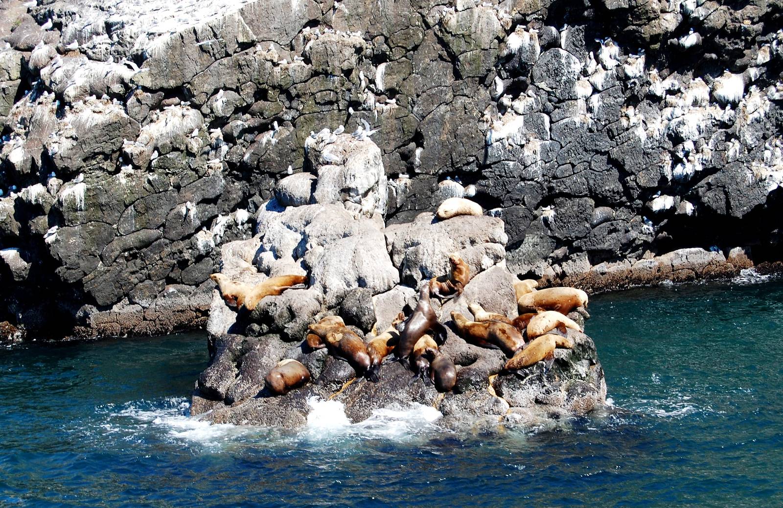 Stellar Sea Lions - Alaska