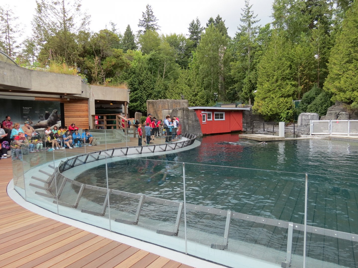 Stellar's Bay - Stellar's Sea Lion Exhibit