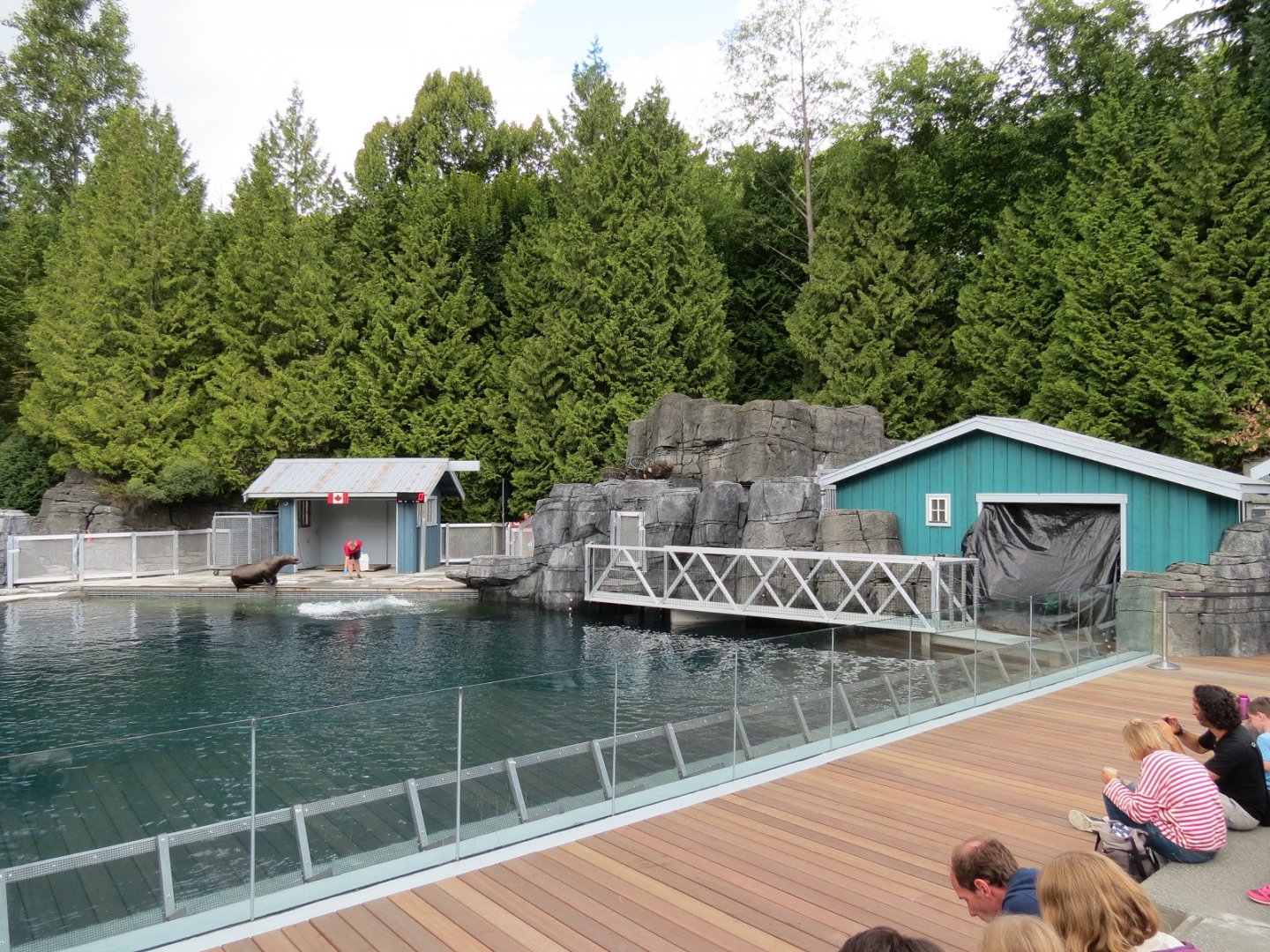 Stellar's Bay - Stellar's Sea Lion Exhibit