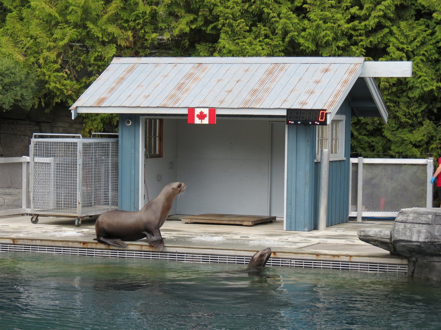 Stellar's Bay - Stellar's Sea Lion Exhibit