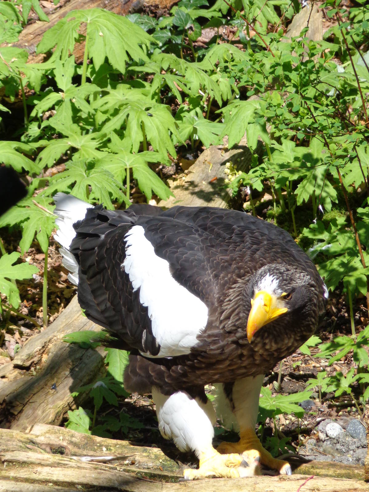 Stellar's Sea Eagle #1