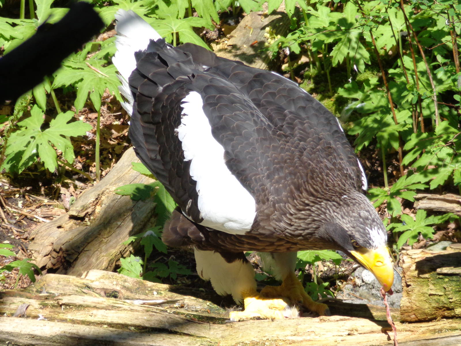 Stellar's Sea Eagle #2