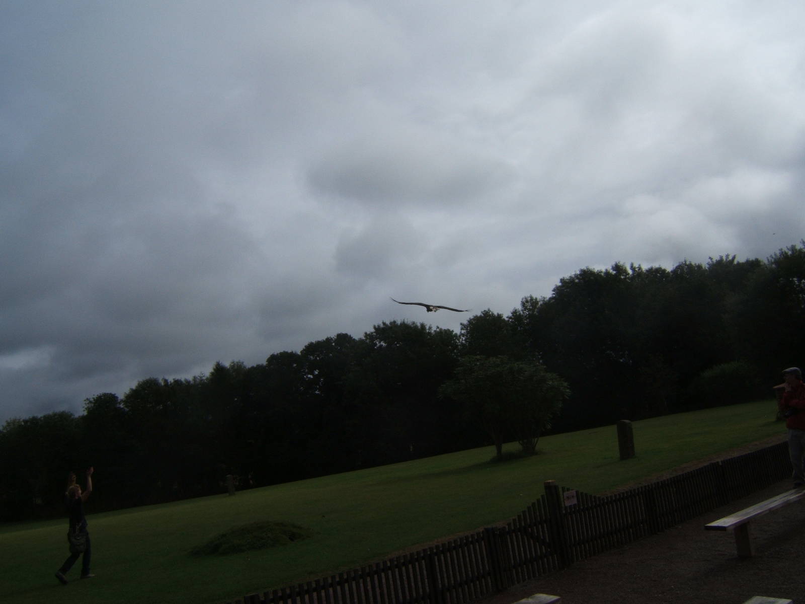 Stellars Sea Eagle and Falconer