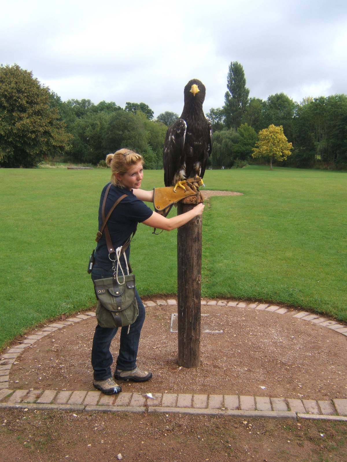 Stellars Sea Eagle and Falconer