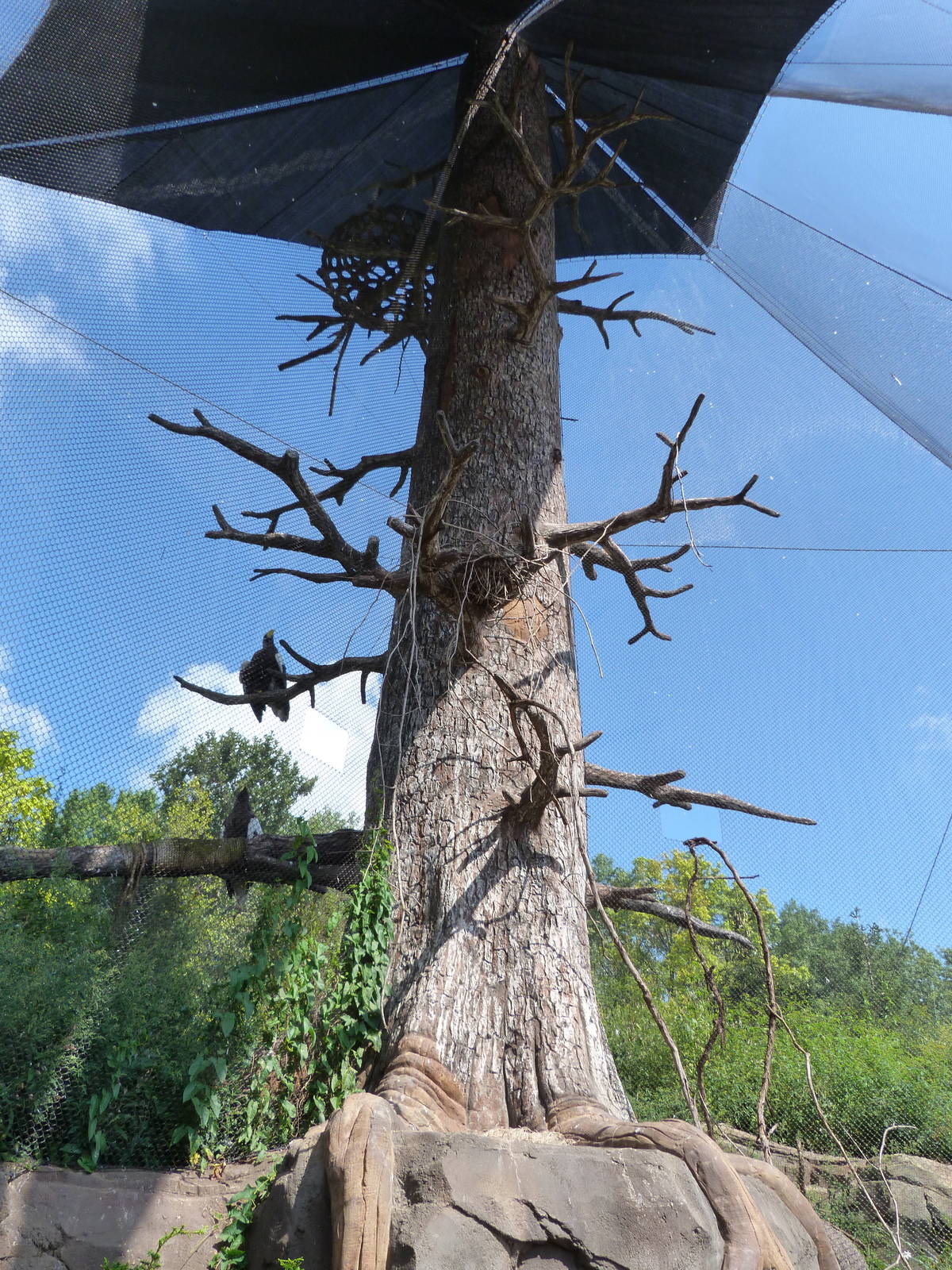 Stellar's Sea Eagle Exhibit