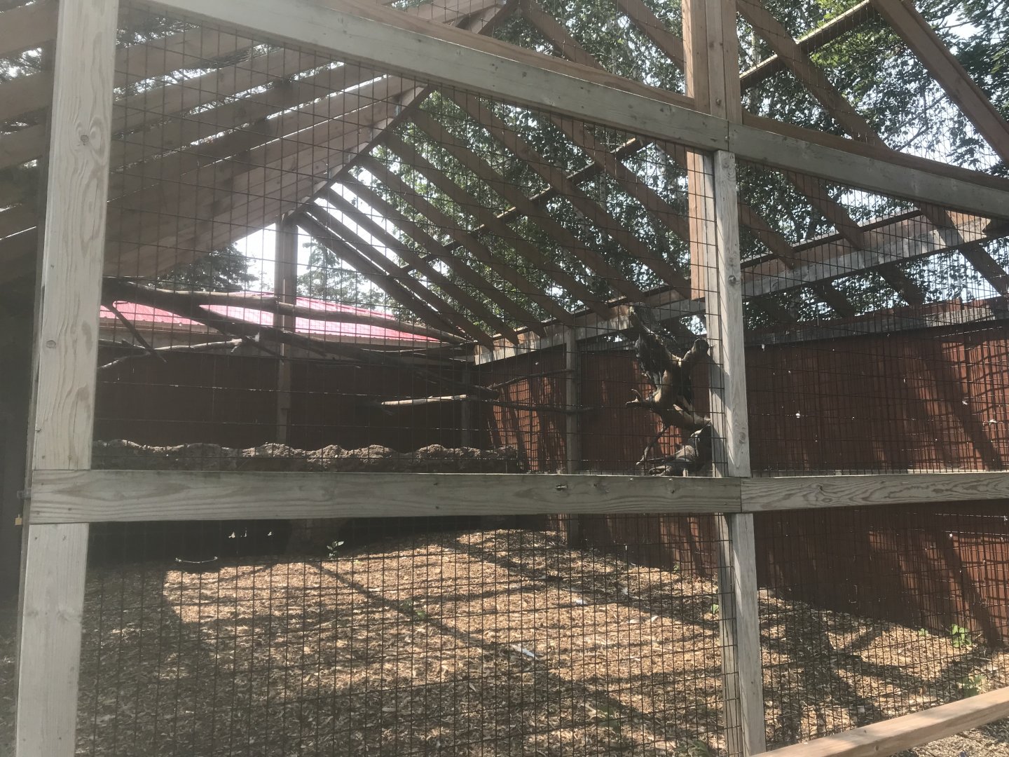 Stellar’s Sea Eagle Exhibit