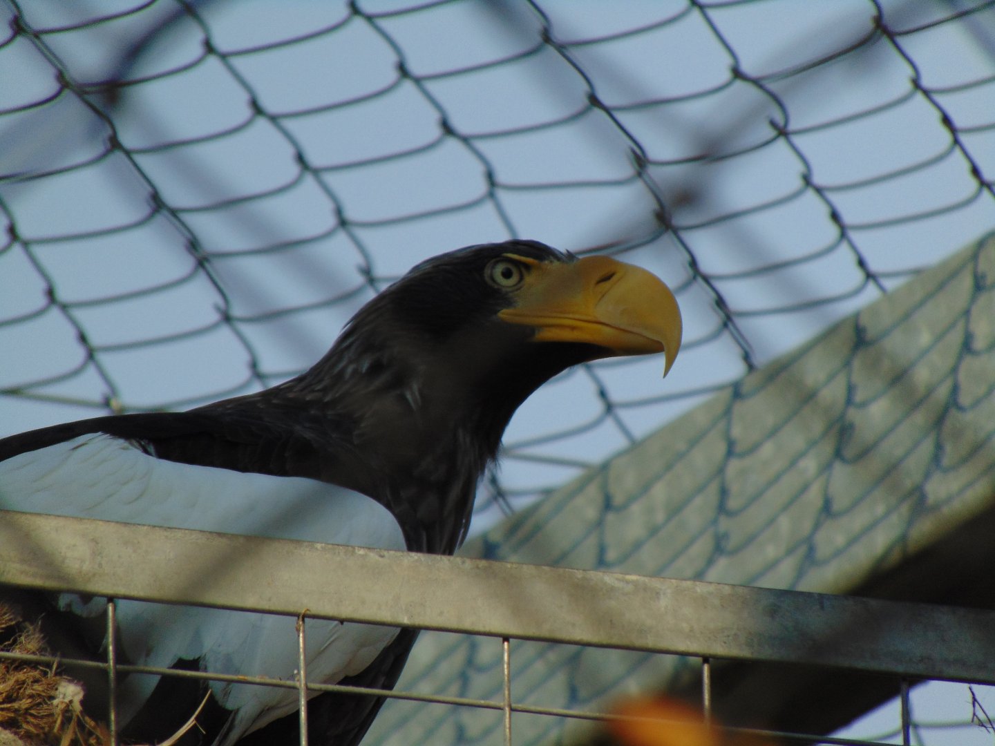 Stellar’s Sea Eagle (Haliaeetus pelagicus)
