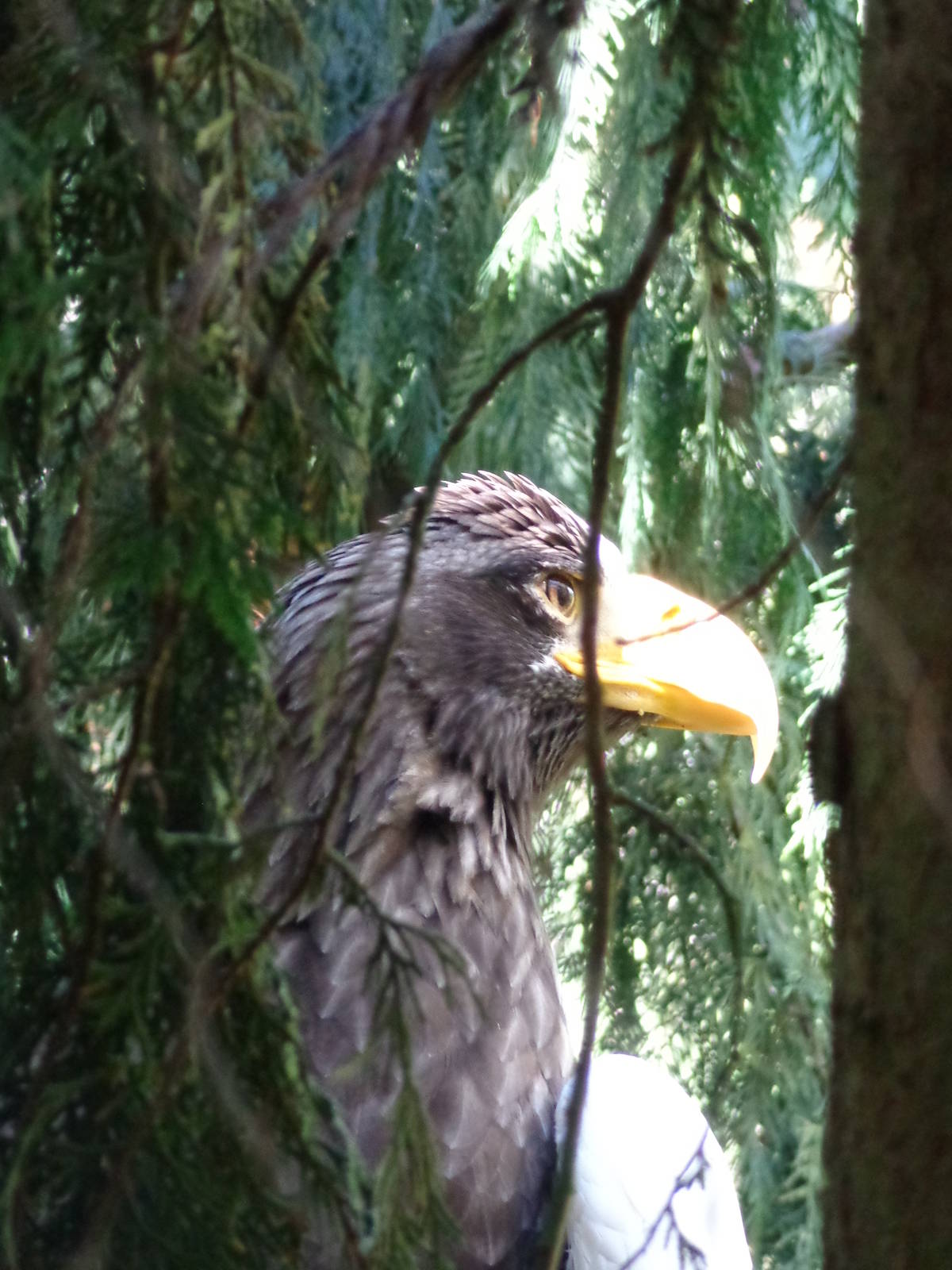 Stellar's Sea Eagle Profile