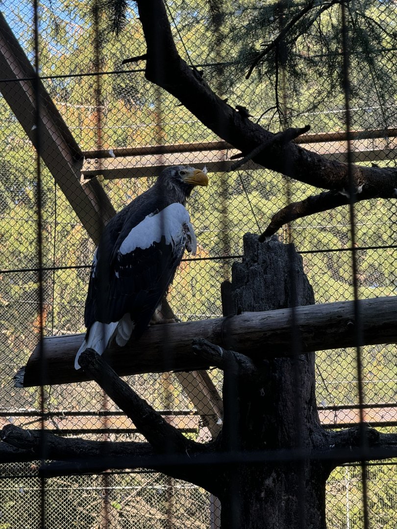 Stellars Sea Eagle - Zoorasia