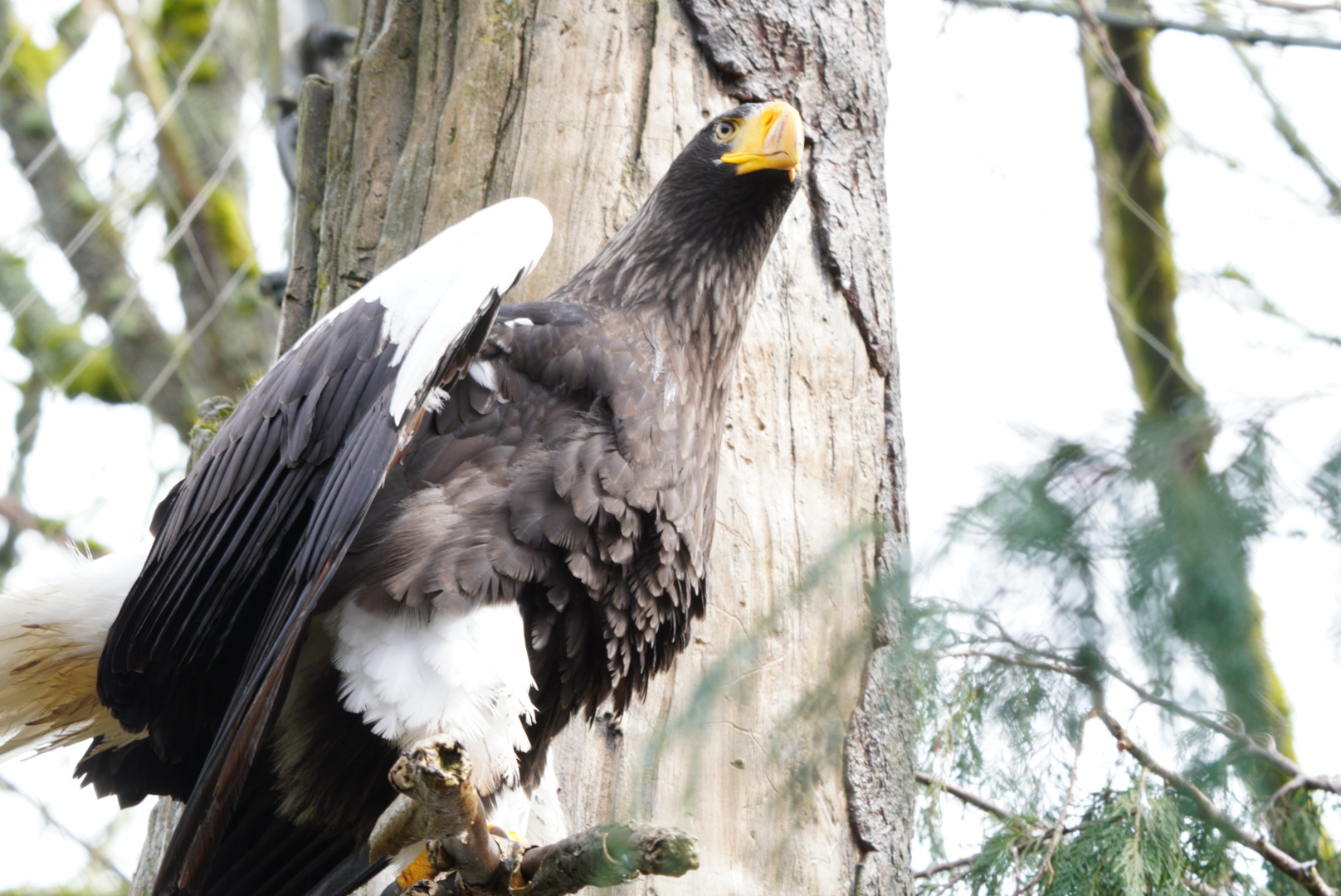 Stellar's Sea Eagle