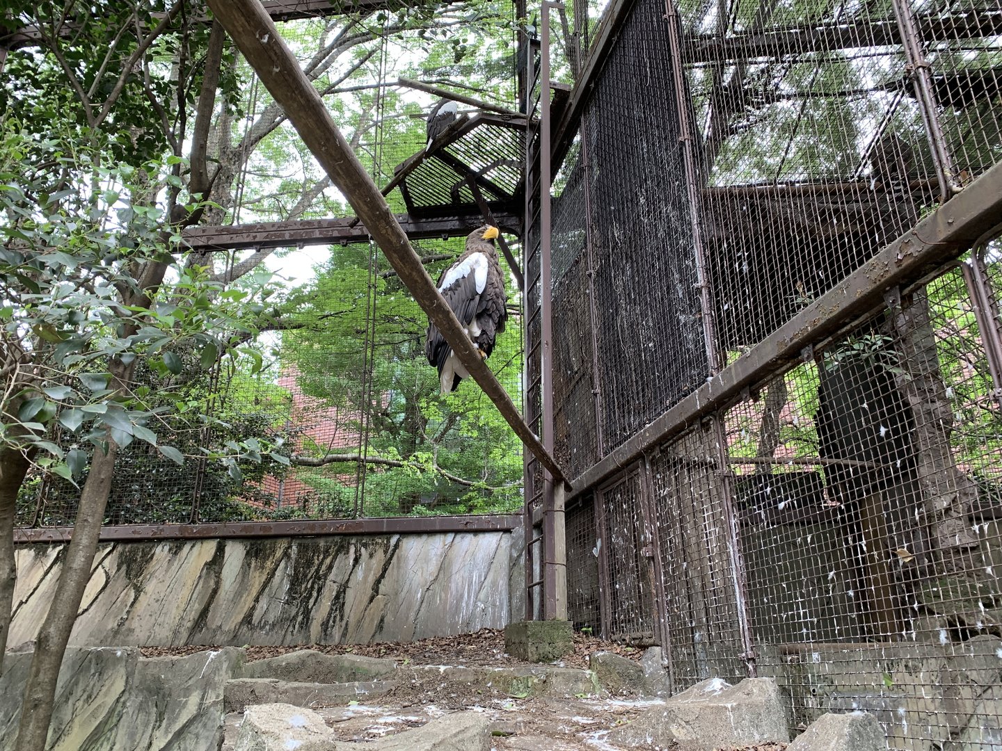 Stellar’s Sea Eagle