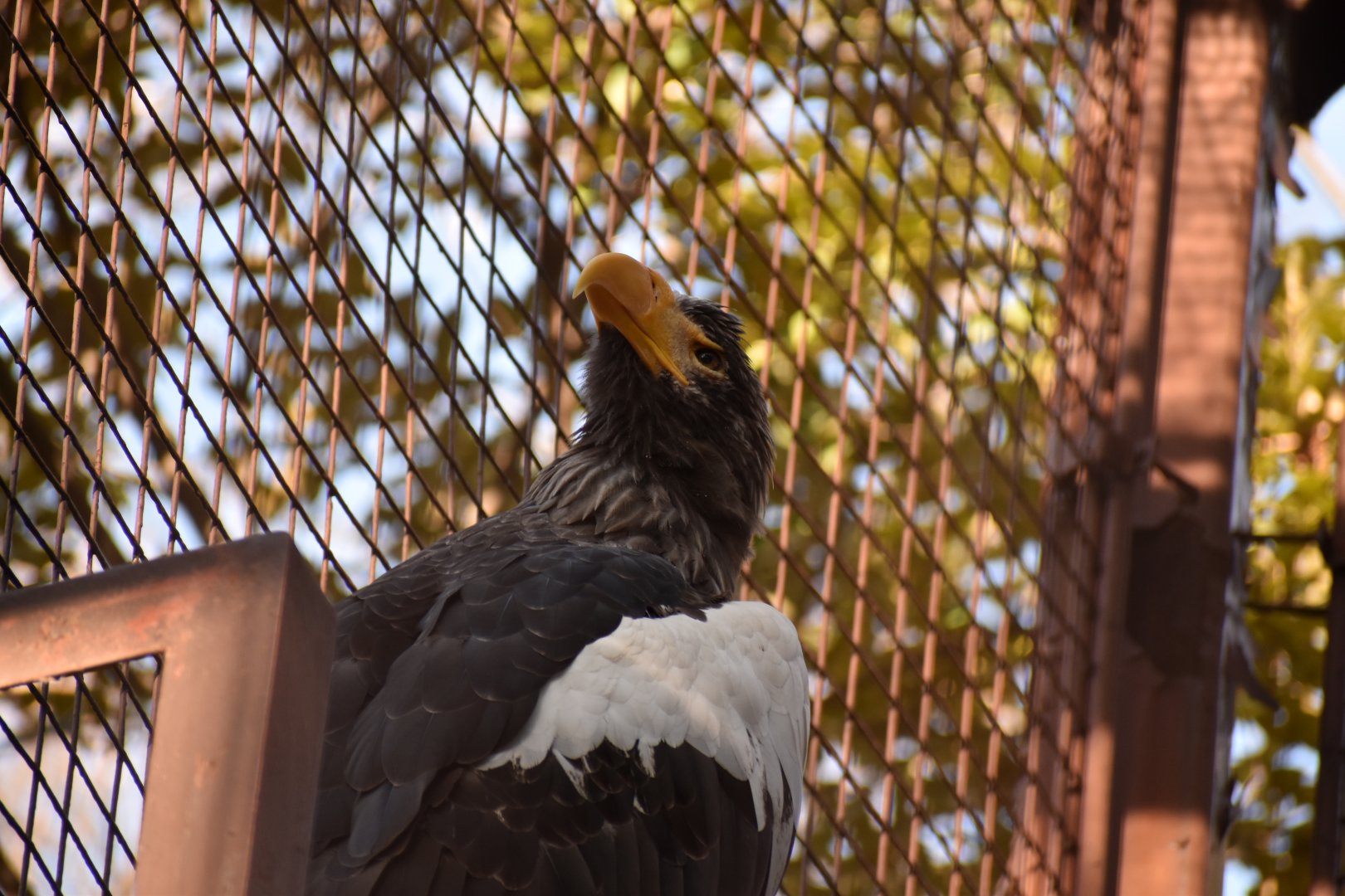 Stellar's Sea Eagle