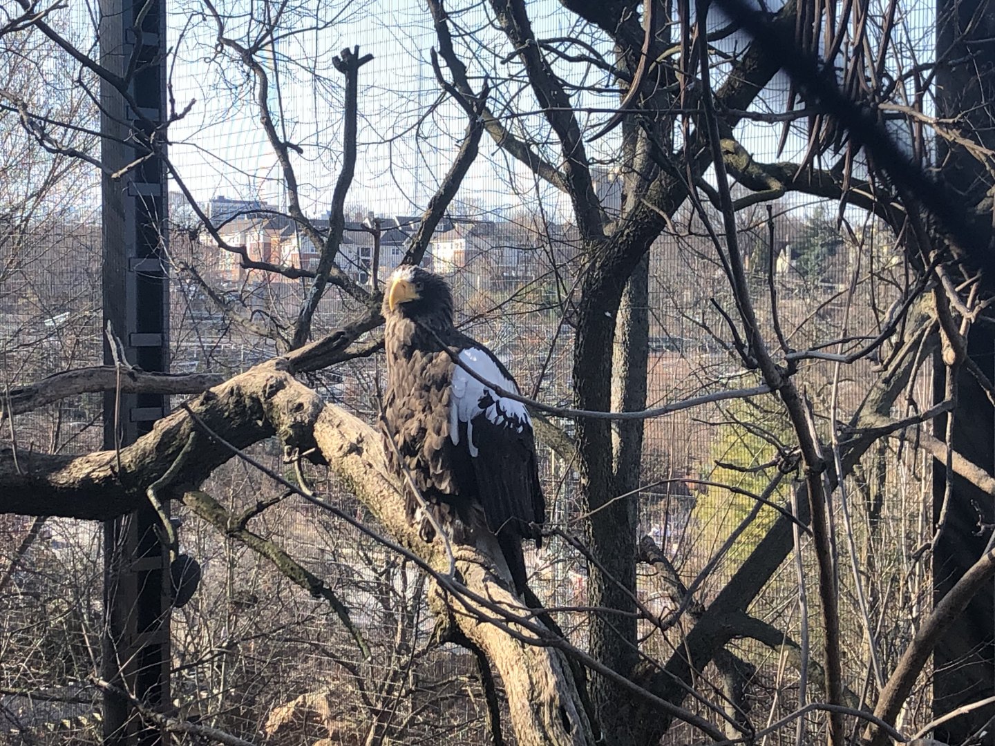Stellar’s Sea Eagle