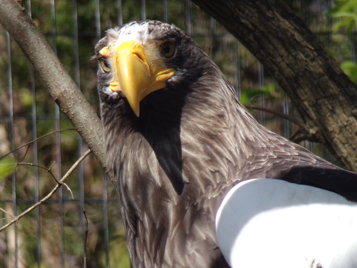 Stellar's Sea Eagle