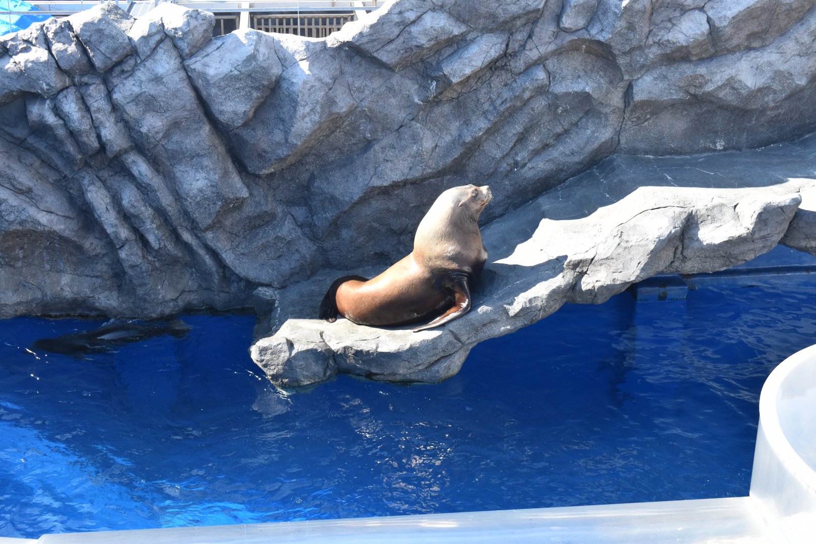 Stellar's Sea Lion ~ October 28th 2022