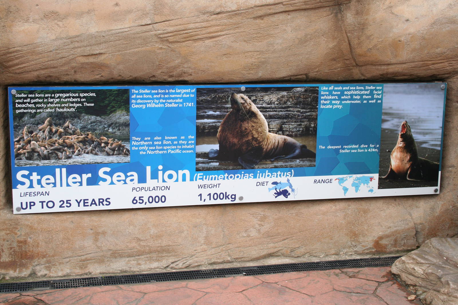 Stellar's sea lion signage