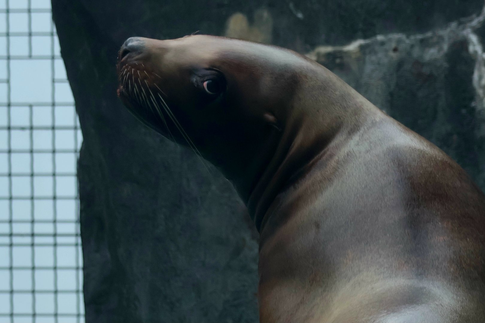 Stellars Sea Lion