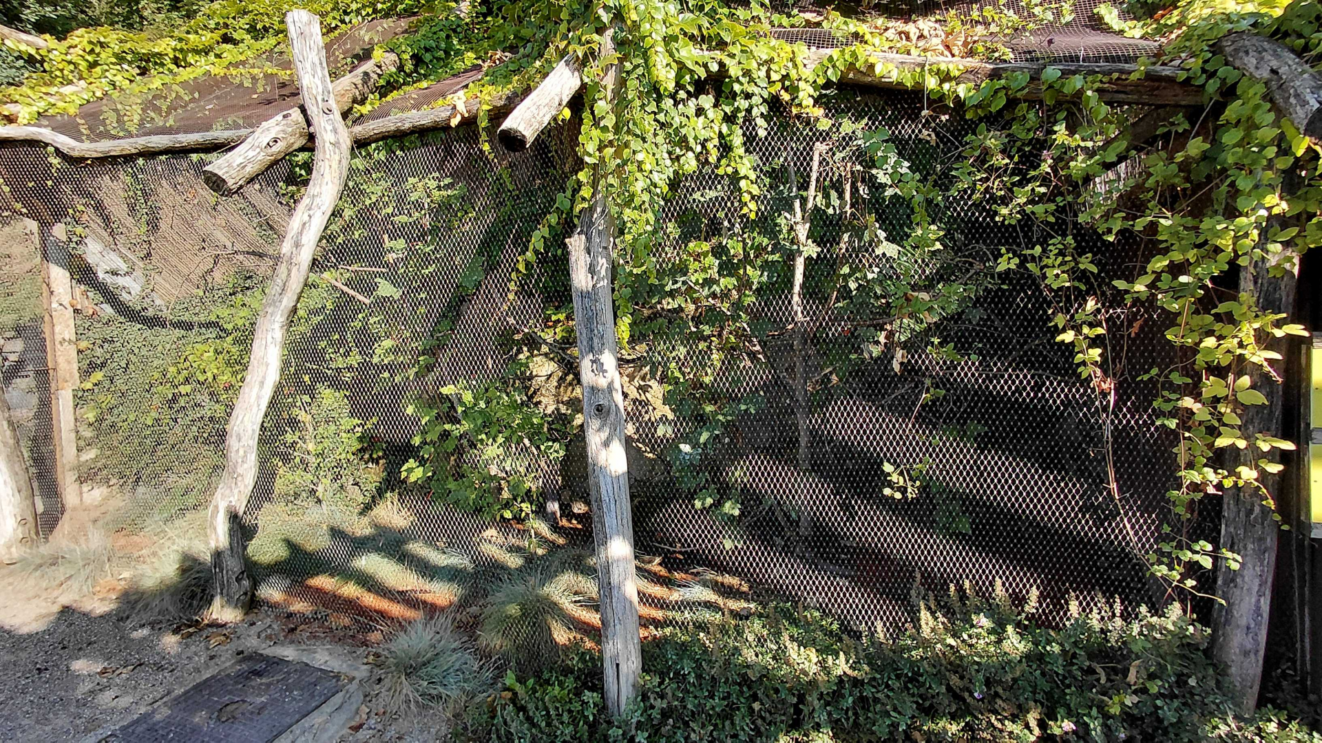 Stella's lorikeet aviary