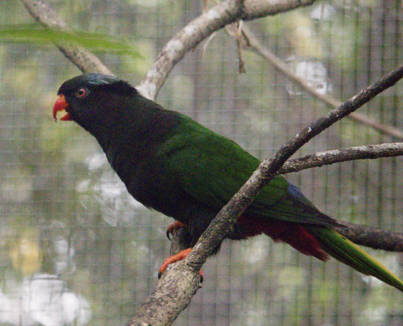 Stella’s Lorikeet (Charmosyna stellae), Male