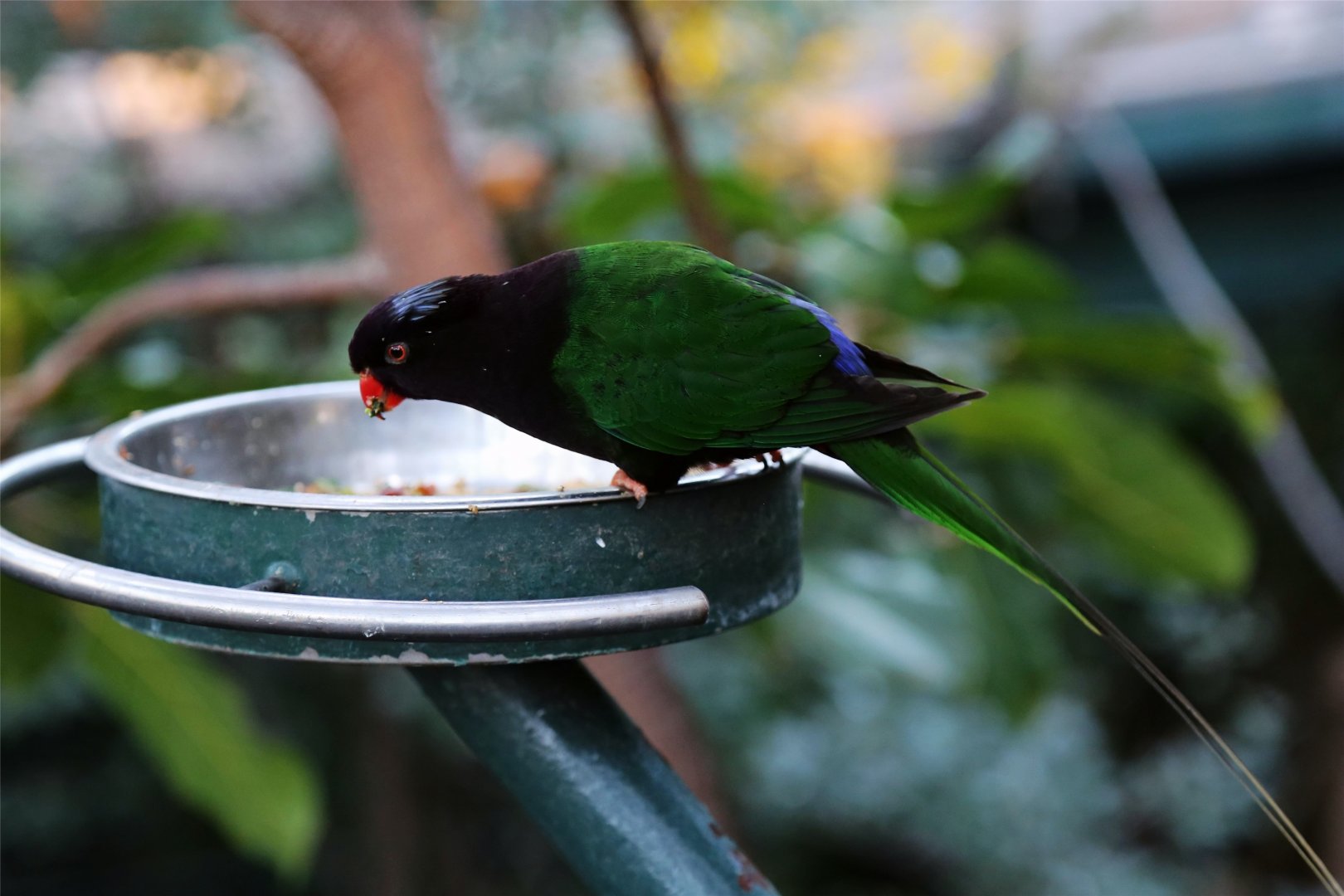 Stella's Lorikeet (Charmosyna stellae)