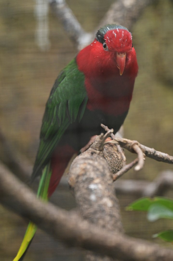Stella's Lorikeet Charmosyna stellae