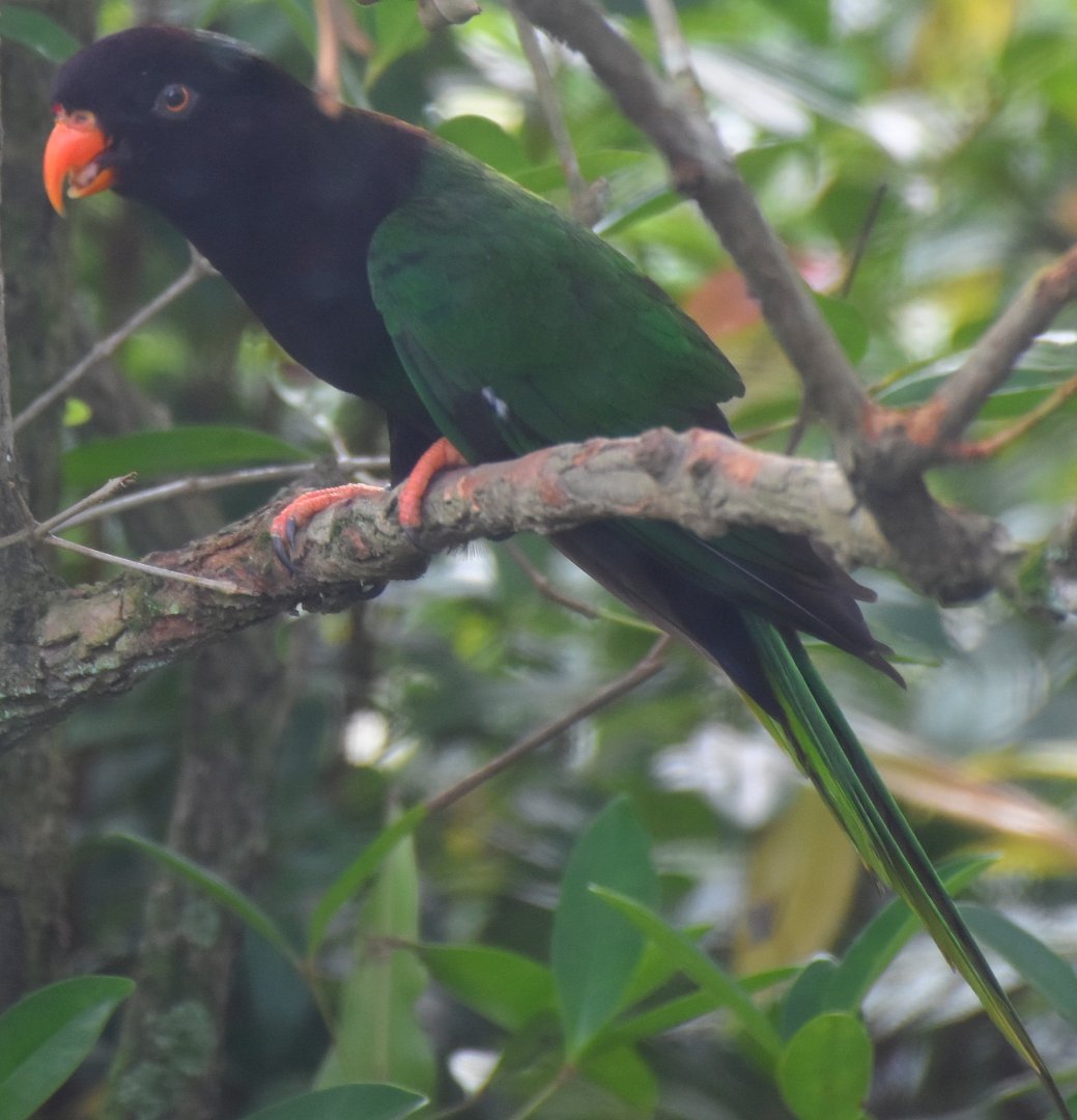 Stella's Lorikeet (Charmosyna stellae)