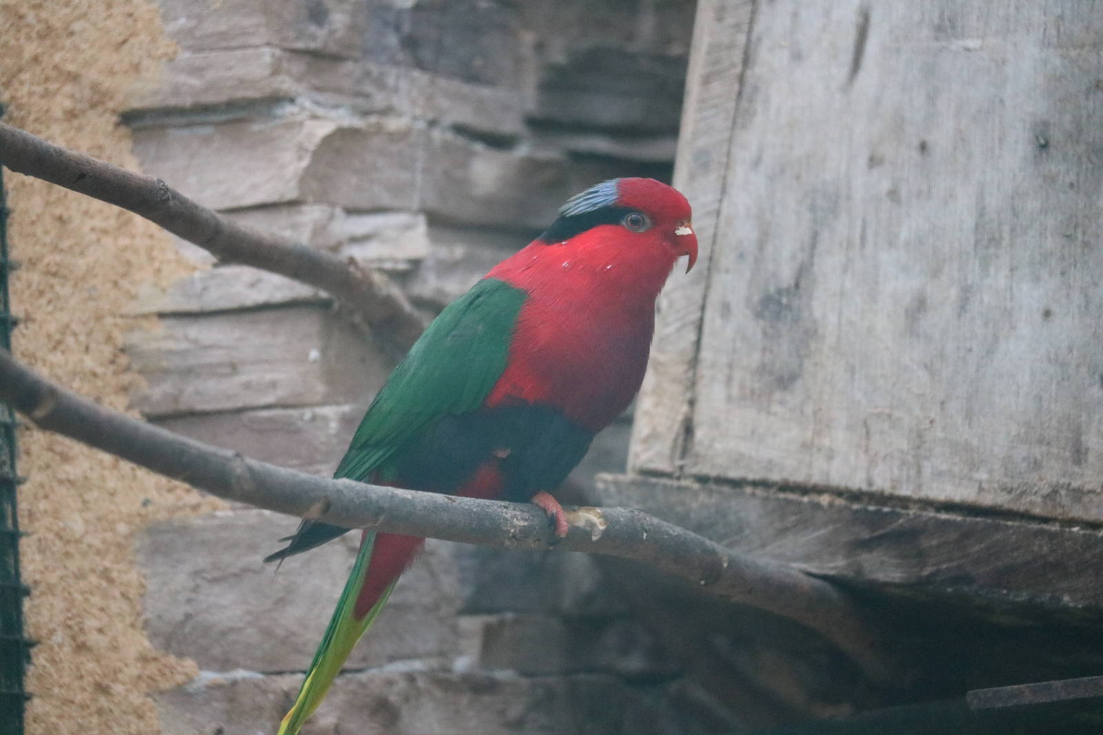 Stella's lorikeet, February 2016