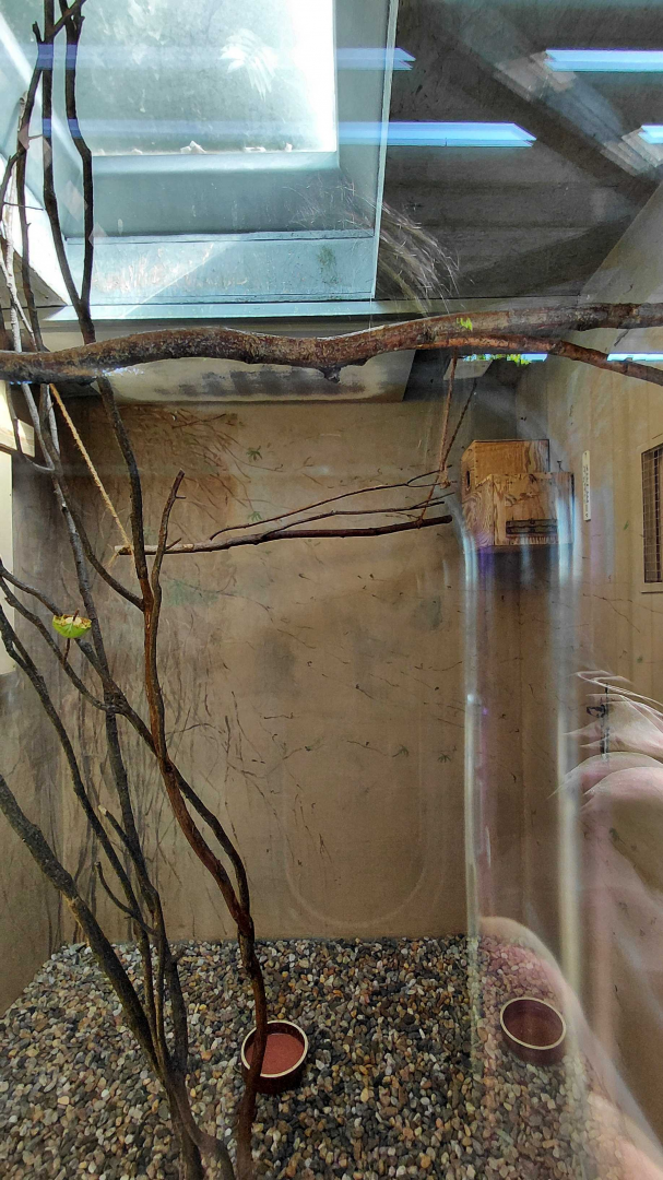 Stella's lorikeet indoor exhibit