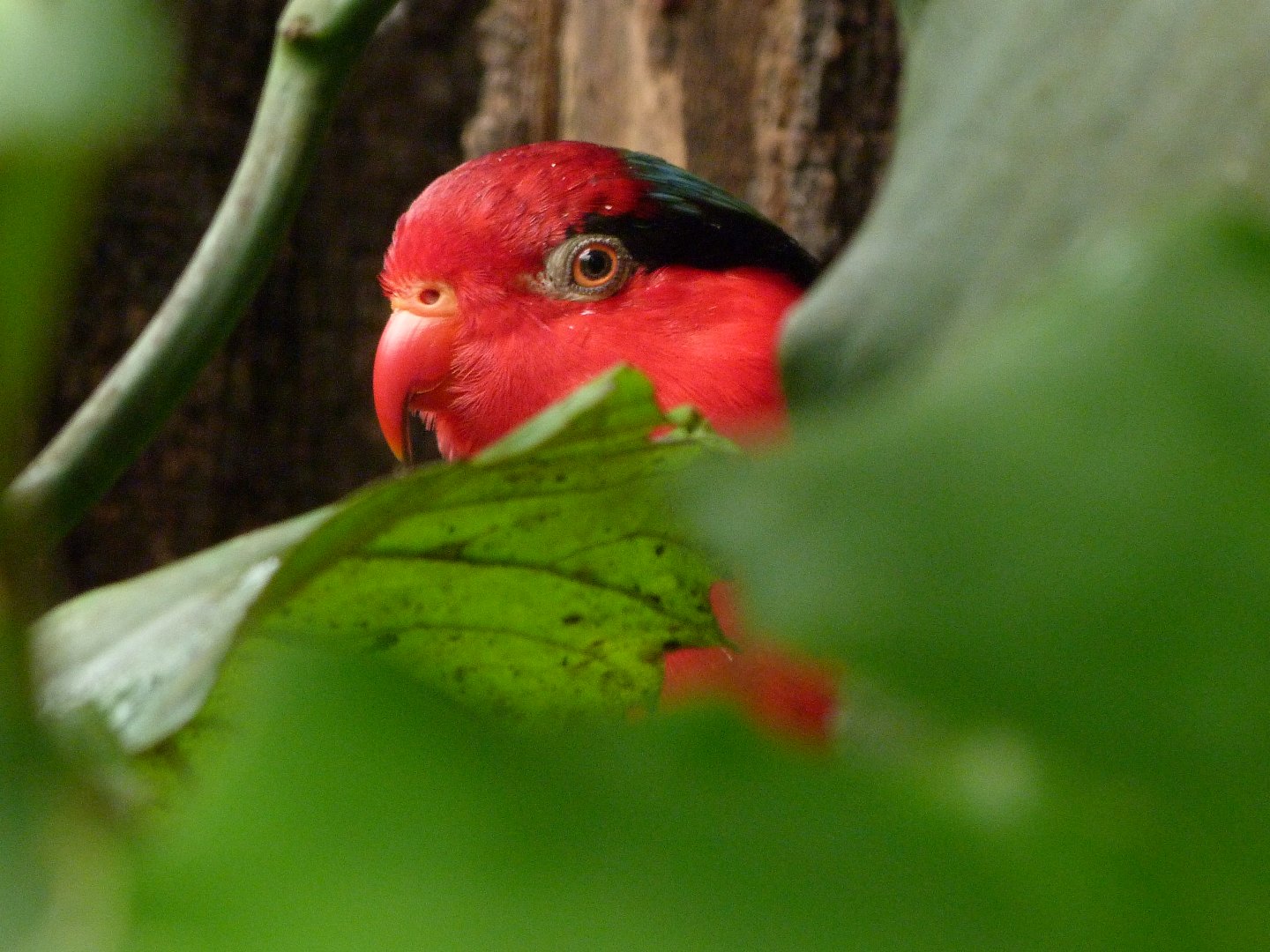 Stella’s lorikeet -Zoo d'Asson (2025)