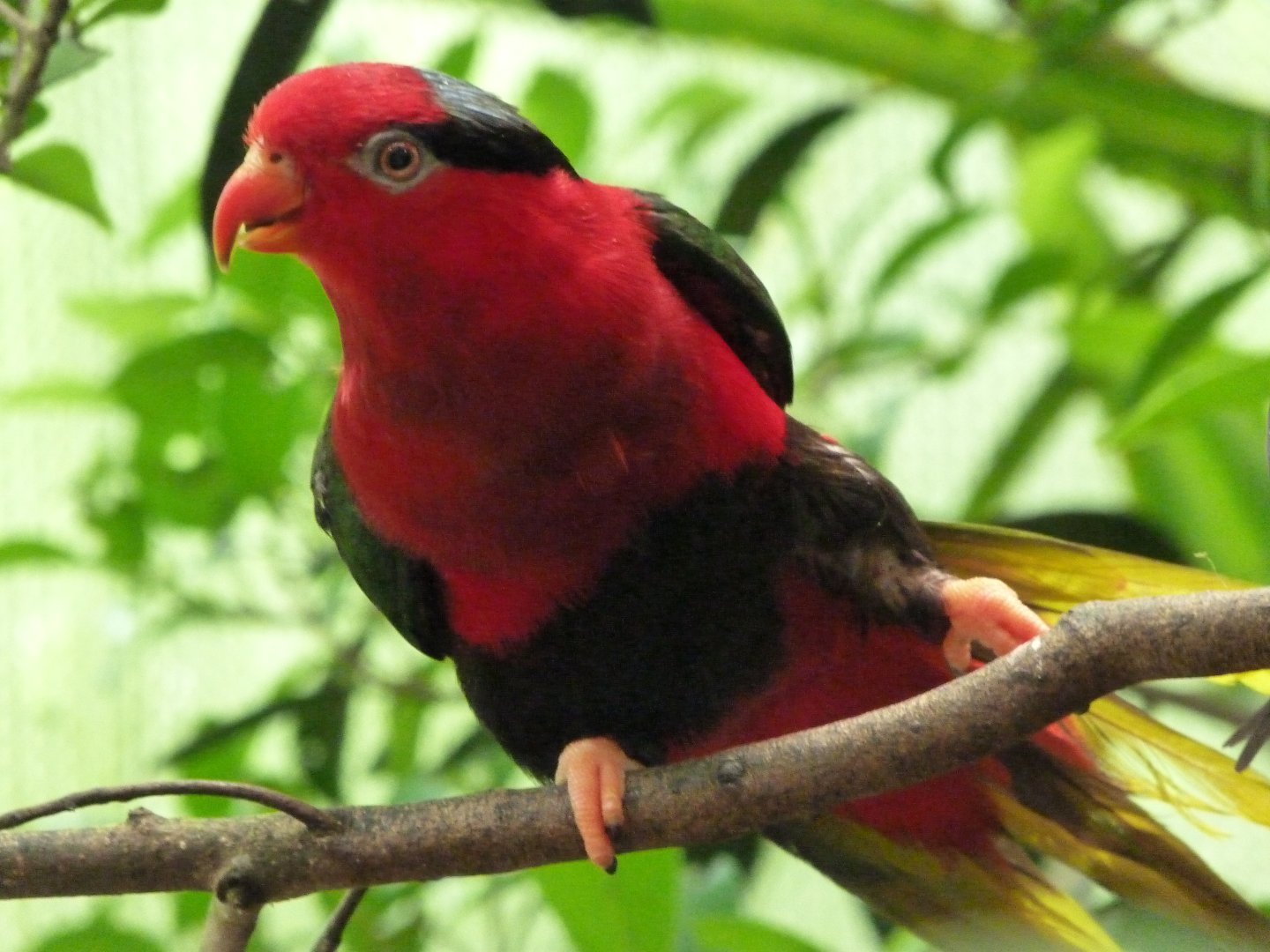 Stella’s lorikeet -Zoo d'Asson (2025)