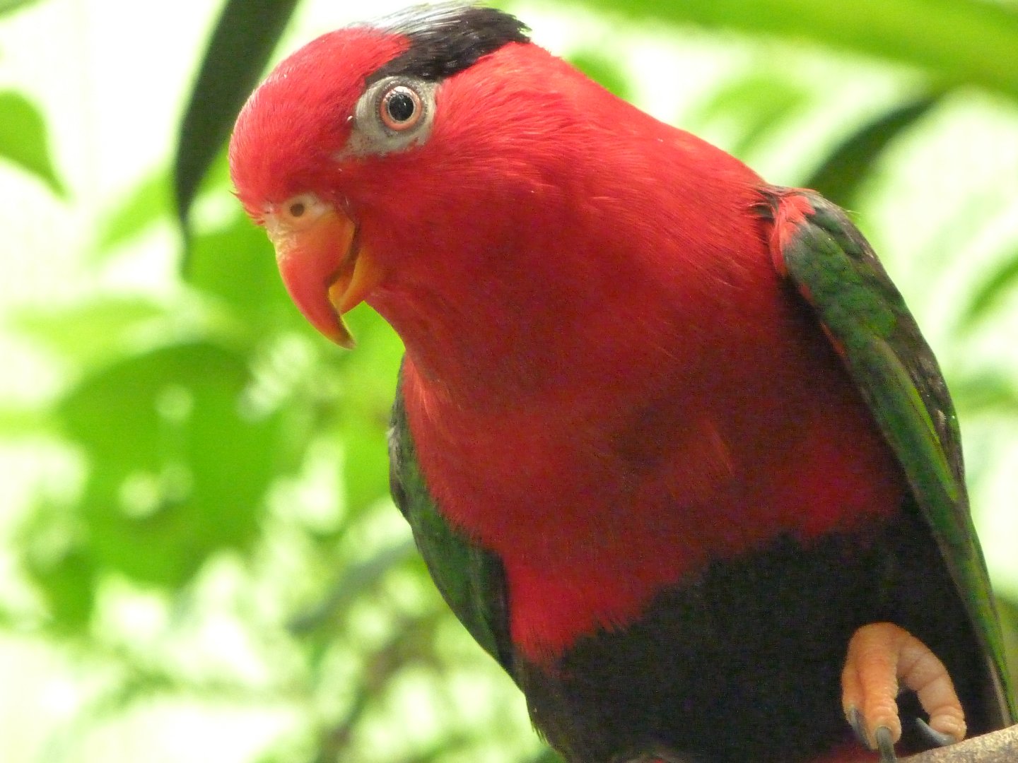 Stella’s lorikeet -Zoo d'Asson (2025)