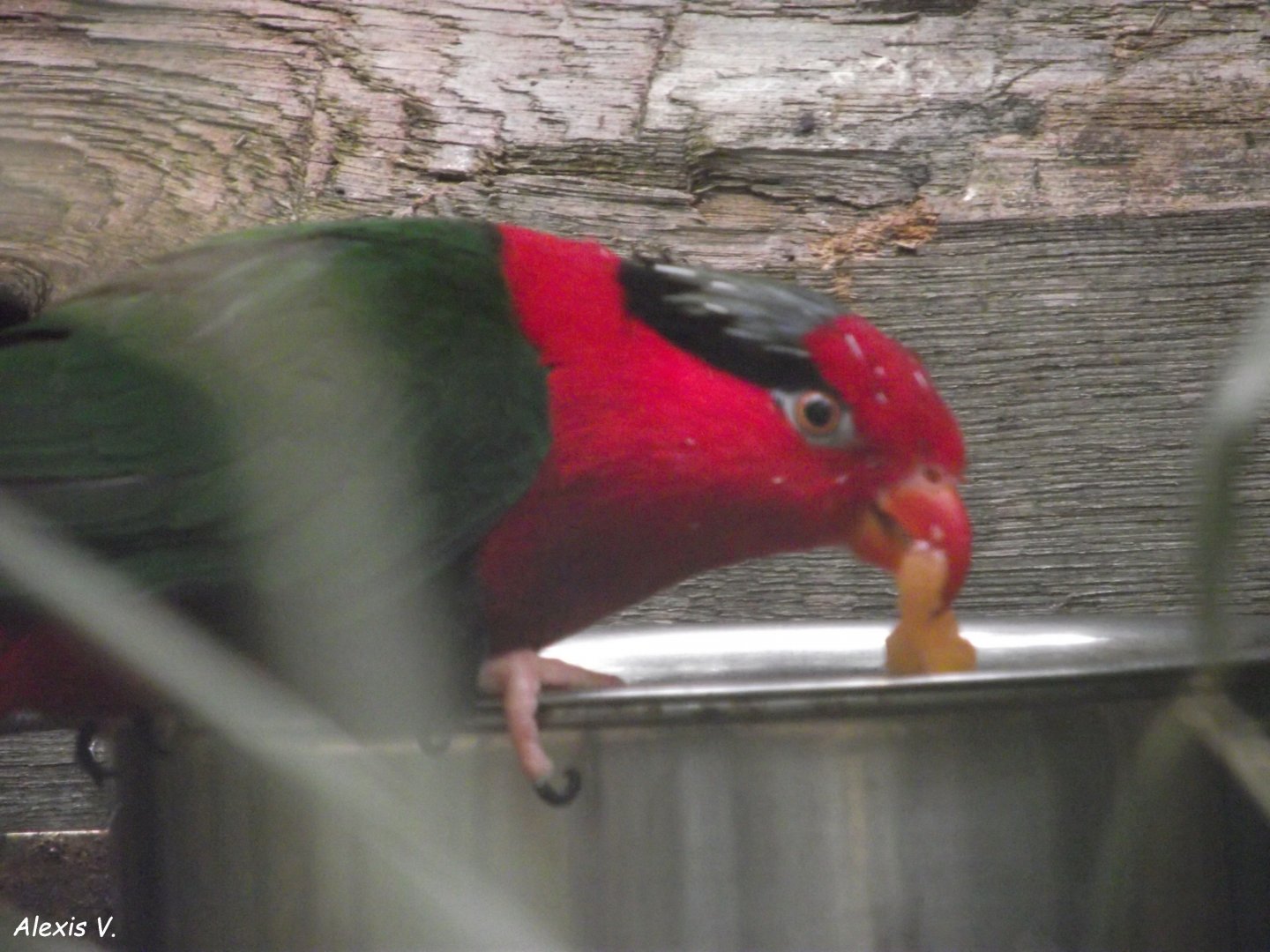 Stella's Lorikeet - Zooparc de Beauval - 12/04/2025