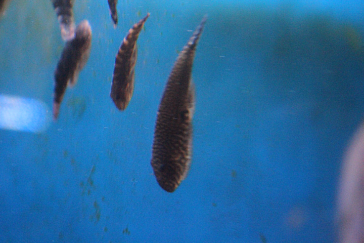 Stellate hillstream loach (Gastromyzon stellatus)