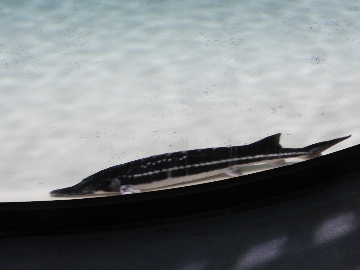 Stellate Sturgeon (Acipenser stellatus)