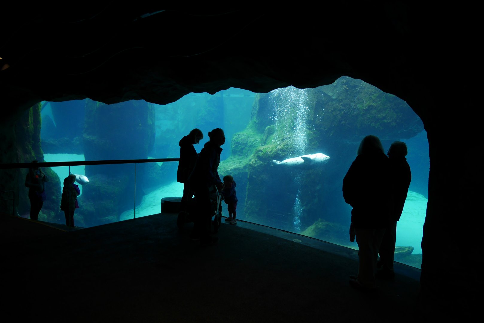 Steller Cove - My First US Zoo Trip