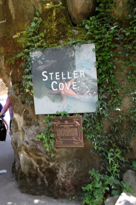 Steller Cove