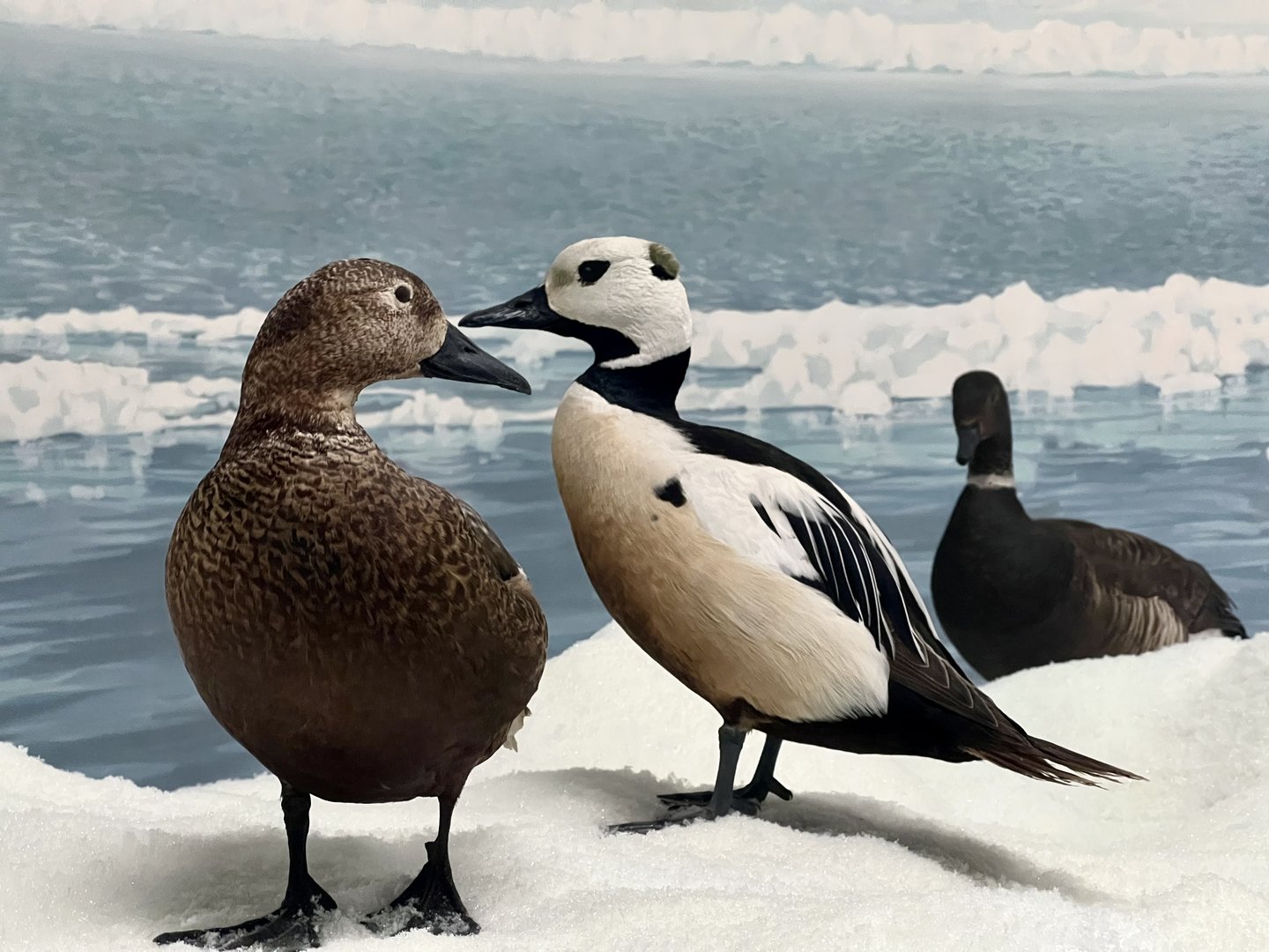 Steller Eiders and Brant
