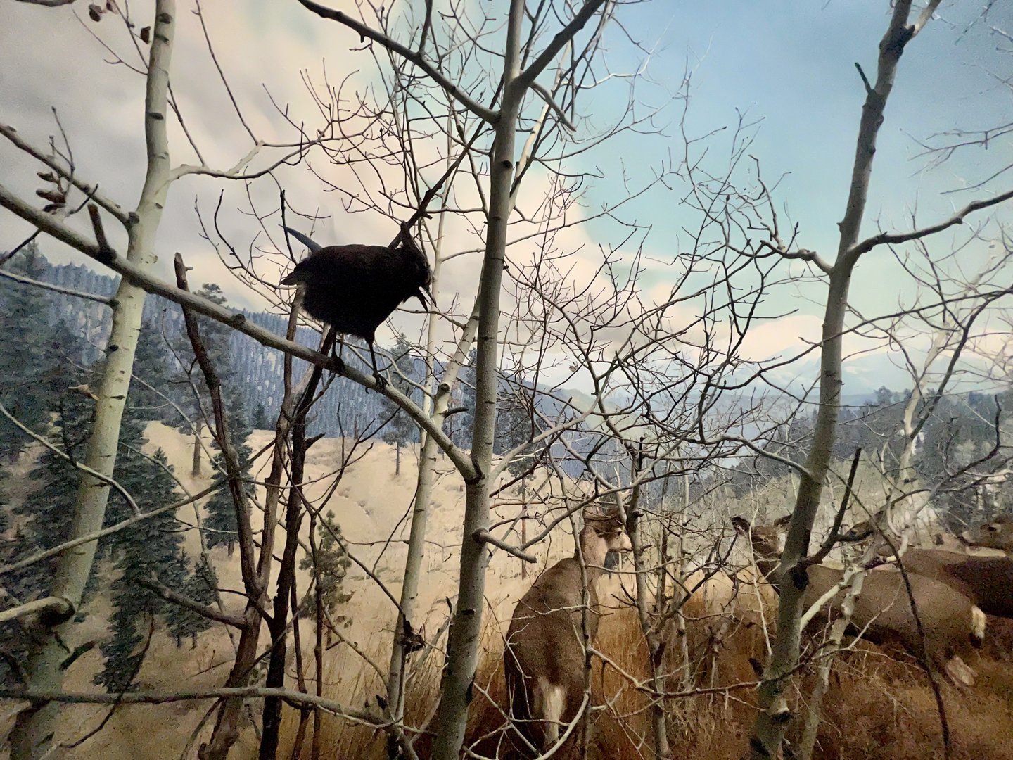 Steller Jay and Mule Deer