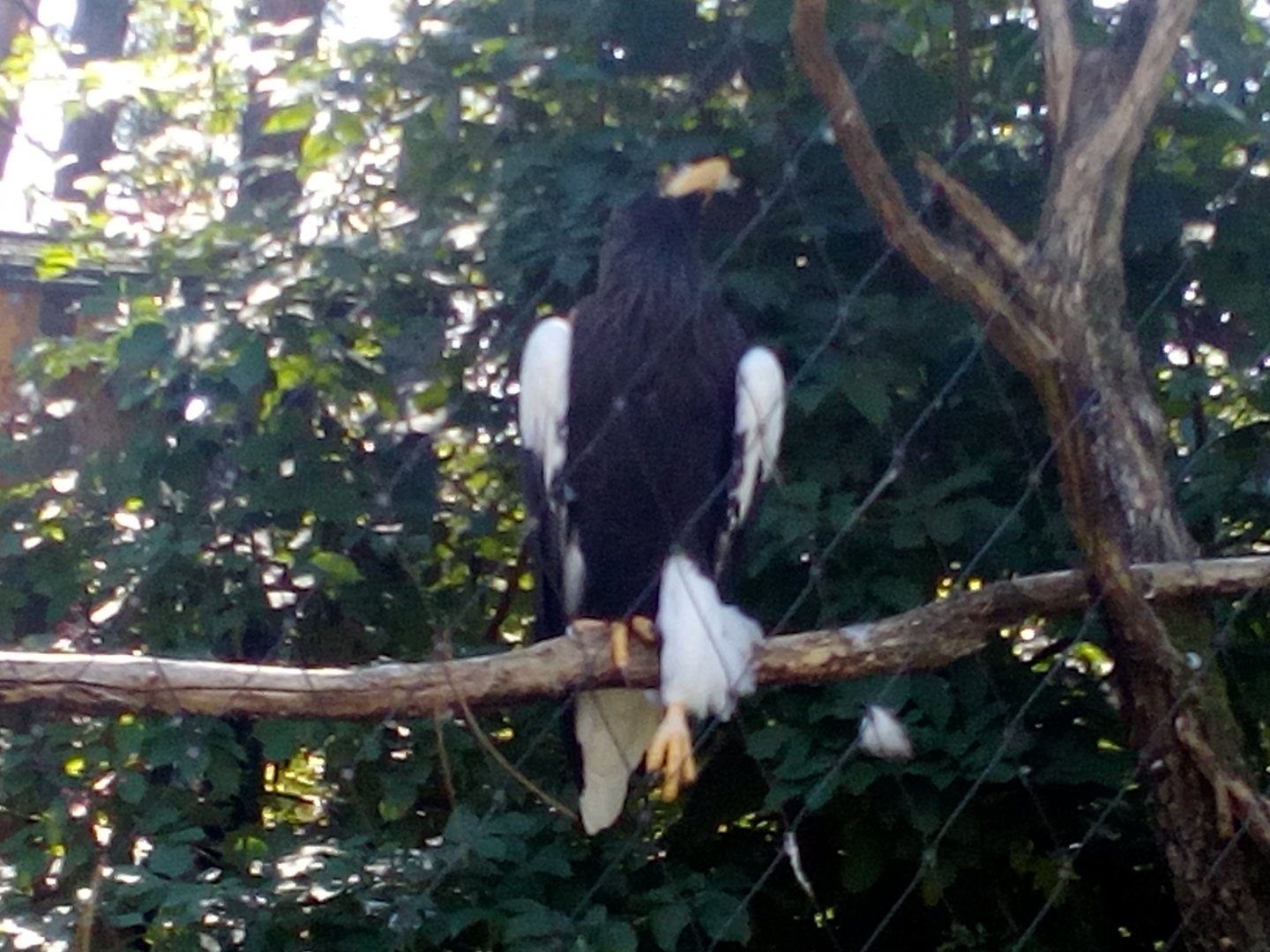 Steller´s sea eagle resting its leg in a strange position-9/25